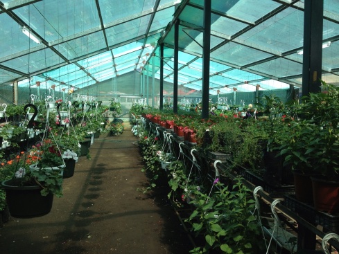 Went into a large greenhouse which had lots of plants for sale.